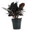 Live Burgundy Rubber Plant-49662164