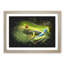 Tree Frog Vol.2 - Picture Frame Graphic Art-62807763-62807764