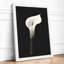 Luminous Calla Lily Botanical - Framed Print-730434236-730434237