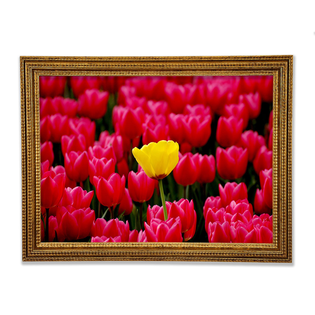 Tulpen Strenth Gerahmter Druck