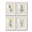 Traditional Botanical I - Ensemble de 4 peintures encadrées-1560402379-1560402378