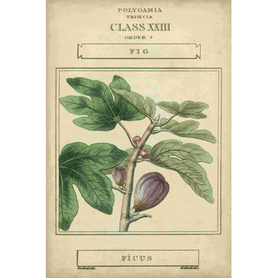 Linnéen botanique VI
