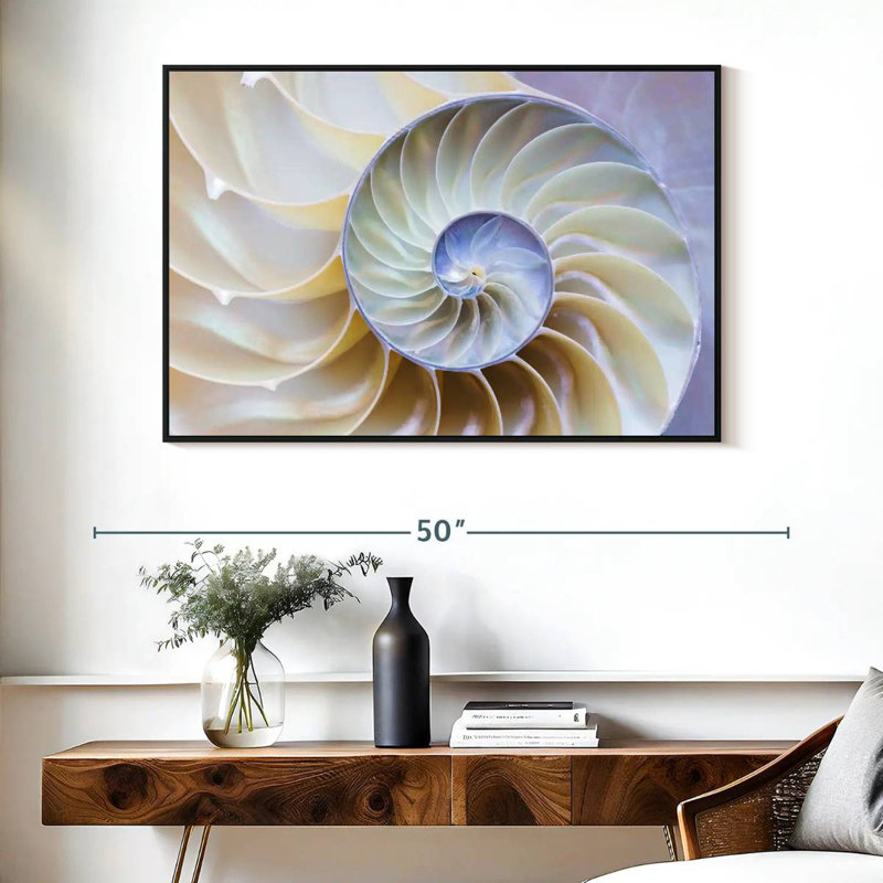 Empty Nautilus Shell, Floating Frame Black, 40" X 27"