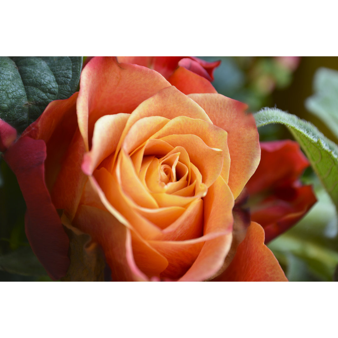 Orangefarbene Rose von Inner_Vision - Druck