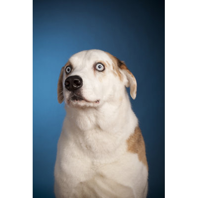 Blue Eyed Dog 1 Piece Wrapped Canvas Wall Art
