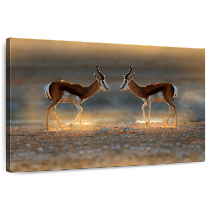 Brampt Springbok Antelopes, 24" H x 36" W