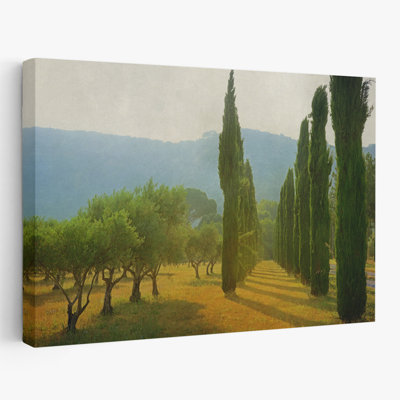 Cypress Shadows - Landscapes Photography Trees Art