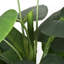 Plant-594136999