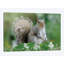 « eastern gray écureuil », reproduction de photo sur toile-33086543-72228209-72228210
