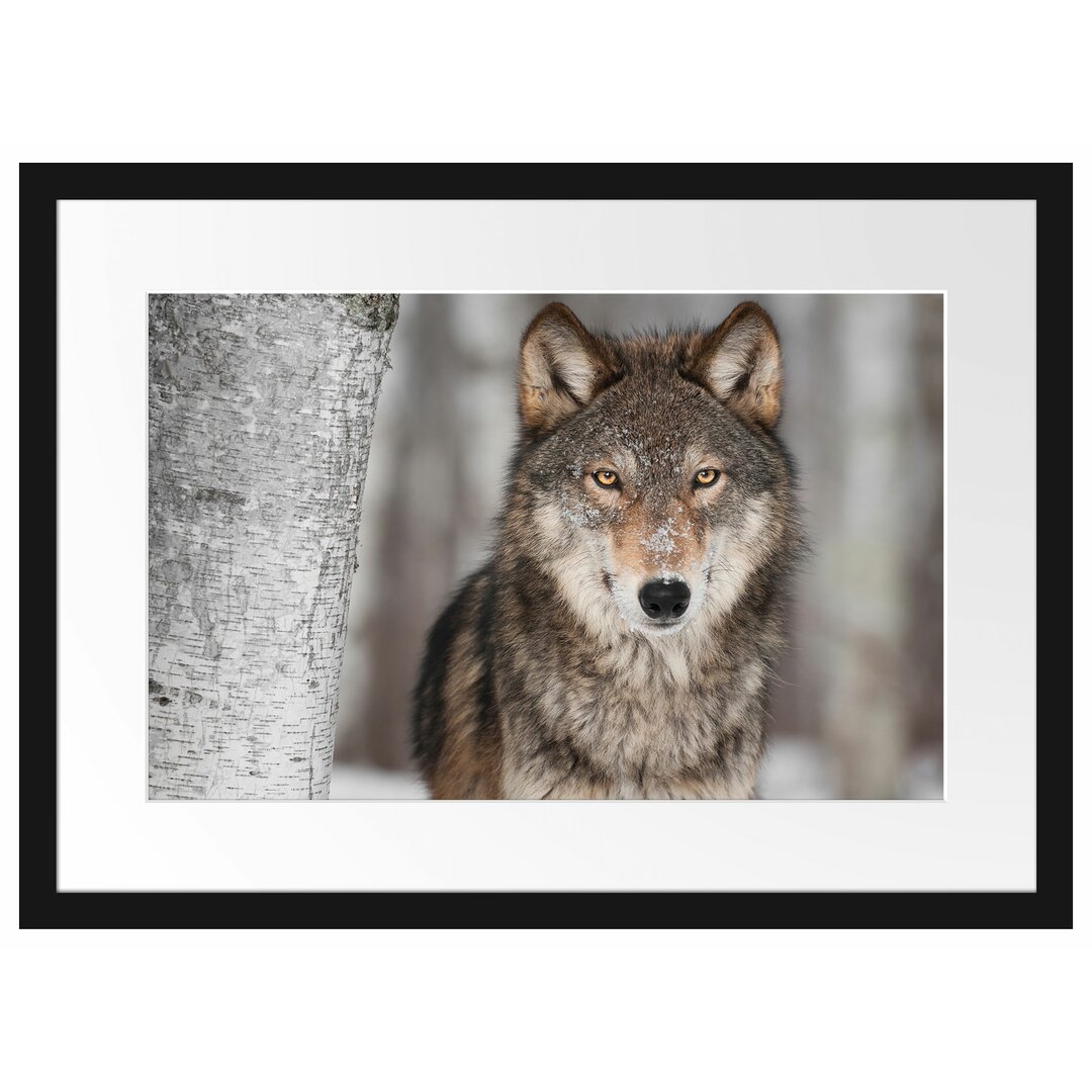 Wachsamer Wolf Gerahmter Fotokunstdruck