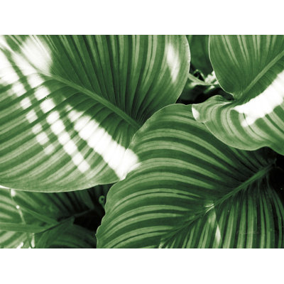 «Leaf Abstract V Green» par Ed Goldstein - reproduction d'art sur toile tendue