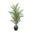 Palmiers 48 po Glow in the Dark