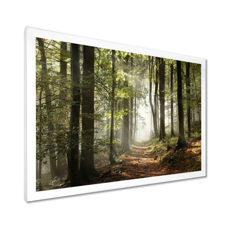 «Green Fall Forest with Sun Rays - Forest», reproduction de photo, H 12 po x l 20 po, Impression encadrée, Blanc