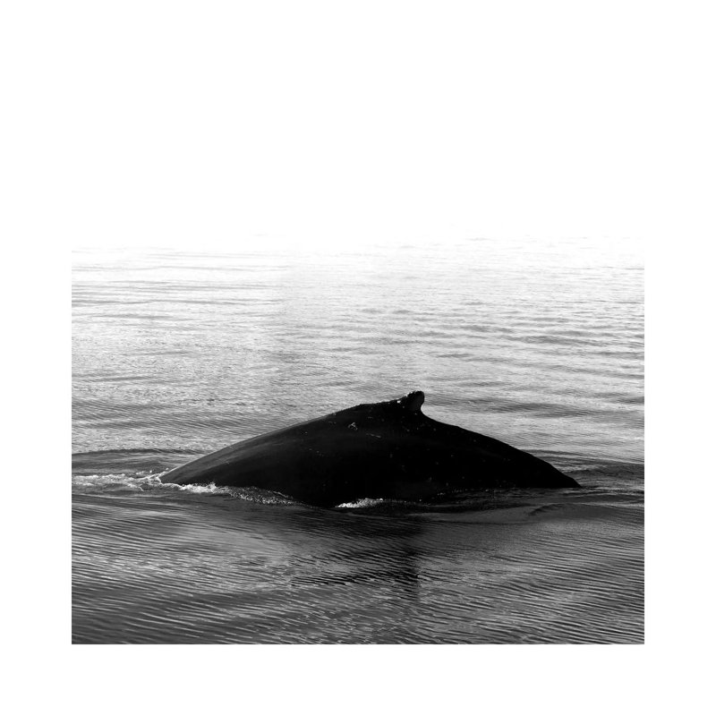 Whale Song III Black Iceland Square by Monika Strigel - Wrapped Canvas Print, 30.48 cm H x 30.48 cm W