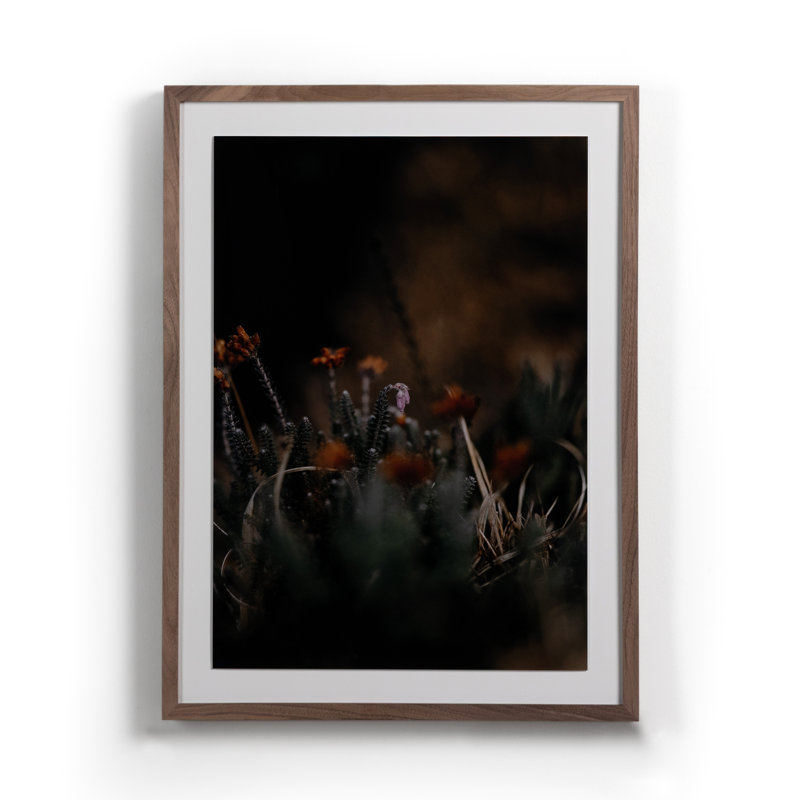 First Bloom Print by Annie Spratt, 32" H x 24" W x 2.5" D