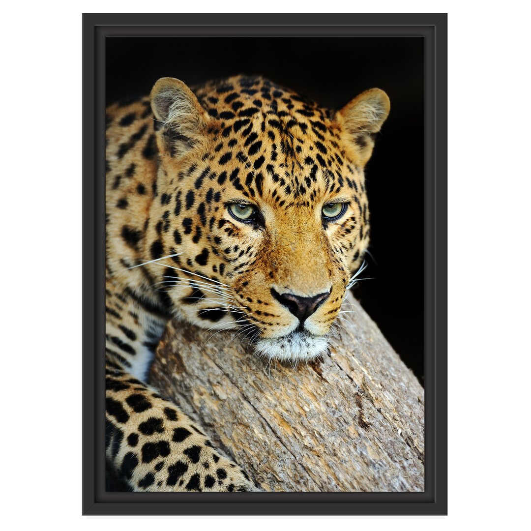 Gerahmtes Wandbild Ruhiger Leopard