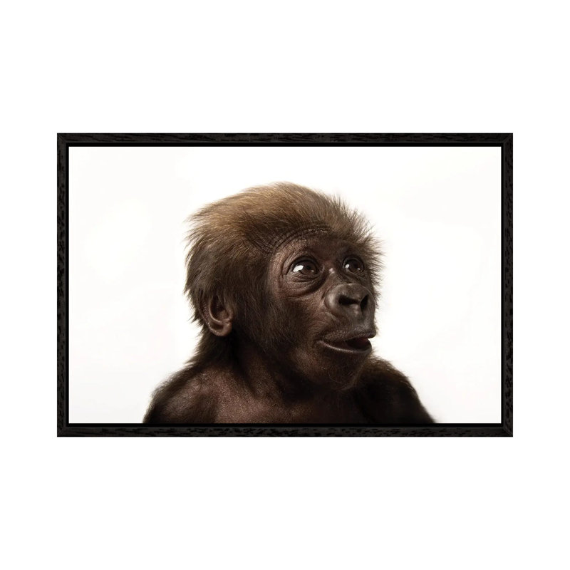 A Critically Endangered Six-Week-Old Female Baby Gorilla At The Cincinnati Zoo II by Joel Sartore - Gallery-Wrapped Canvas Giclée on Canvas