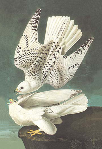 «White Gyrfalcon» par John James Audubon, impression, 66" H x 44" W x 1.5" D