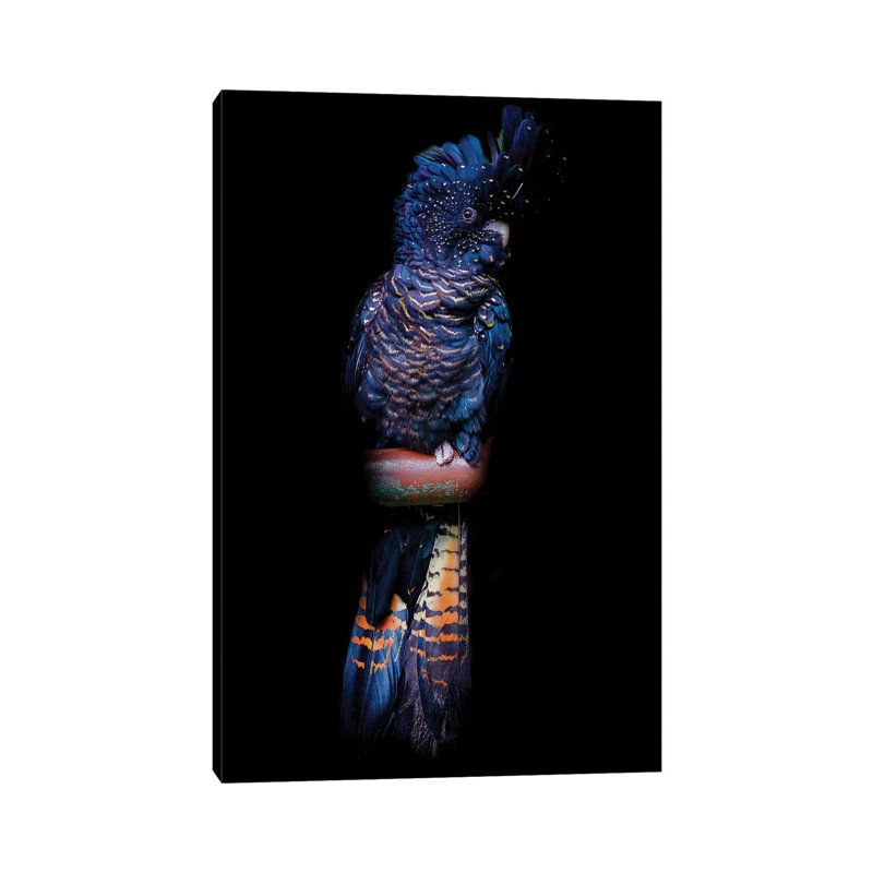 Red-Tailed Black Cockatoo by David Whelan - Wrapped Canvas Painting, 20.32 cm H x 30.48 cm W