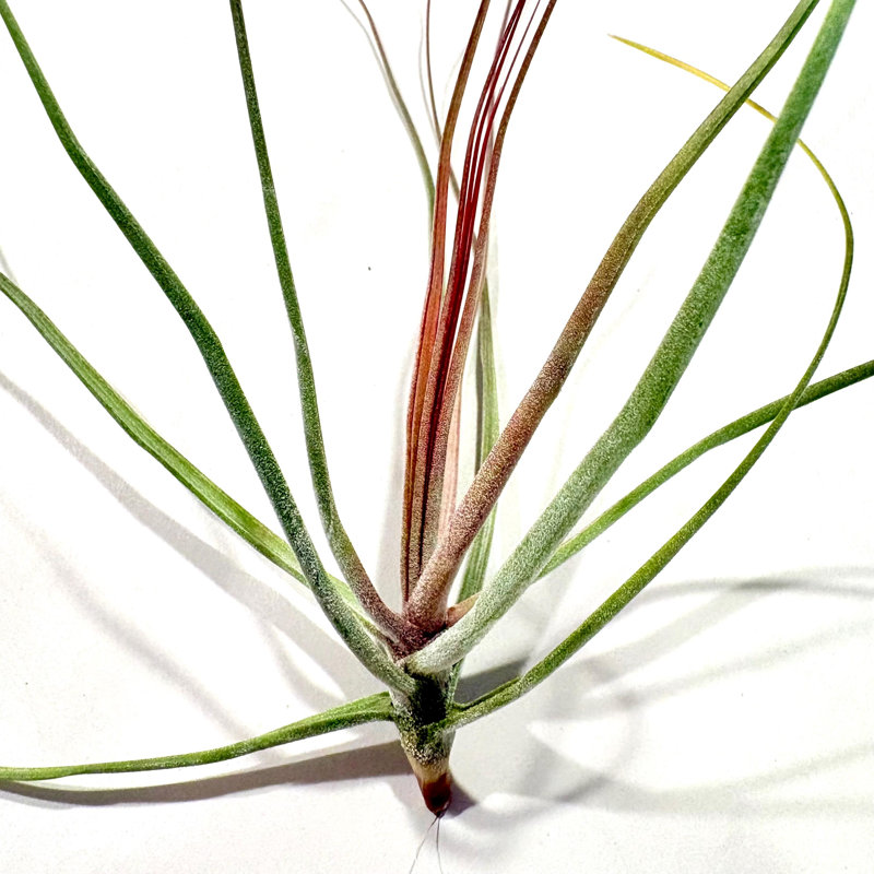 Air Plant Schiedeana Red 5"-6"