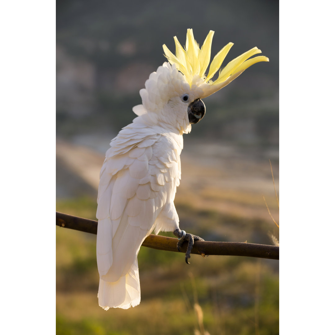 Weißer Kakadu Vogel von Laughingmango - Ohne Rahmen Kunstdrucke auf Leinwand