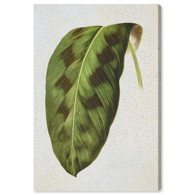 «Rattlesnake Leaf Botanical Decor», reproduction d'art sur toile par Art Remedy