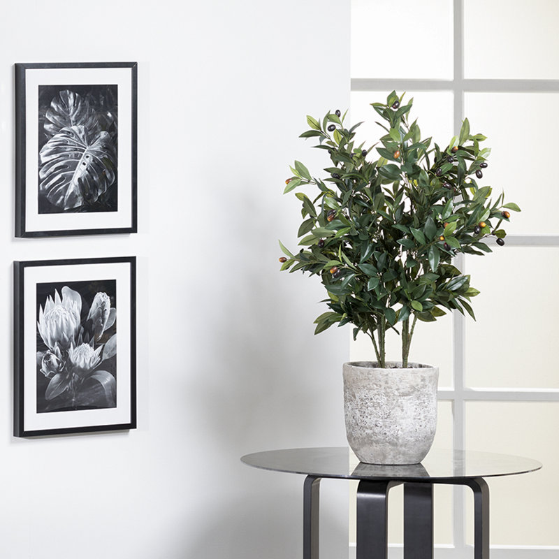 Plante d’huile dans un pot de fleurs