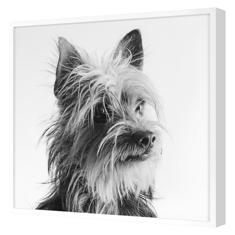 Doubtful Dog 1 Print by Pearson, Victoria, 30" H x 30" W, White