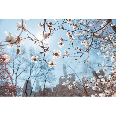 Cherry Blossom - Wrapped Canvas Print