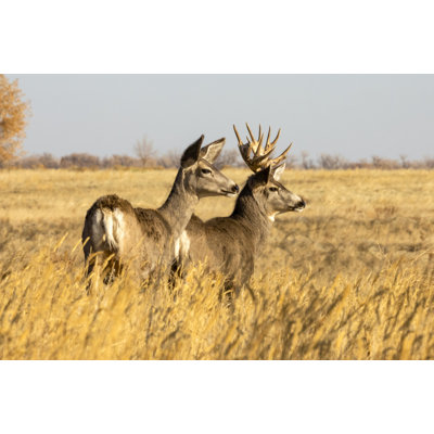 " Mule Deer Buck And Doe (Odocoileus Hemionus) Standing In Grass; Steamboat Springs Colorado United States Of America " by Vic Schendel