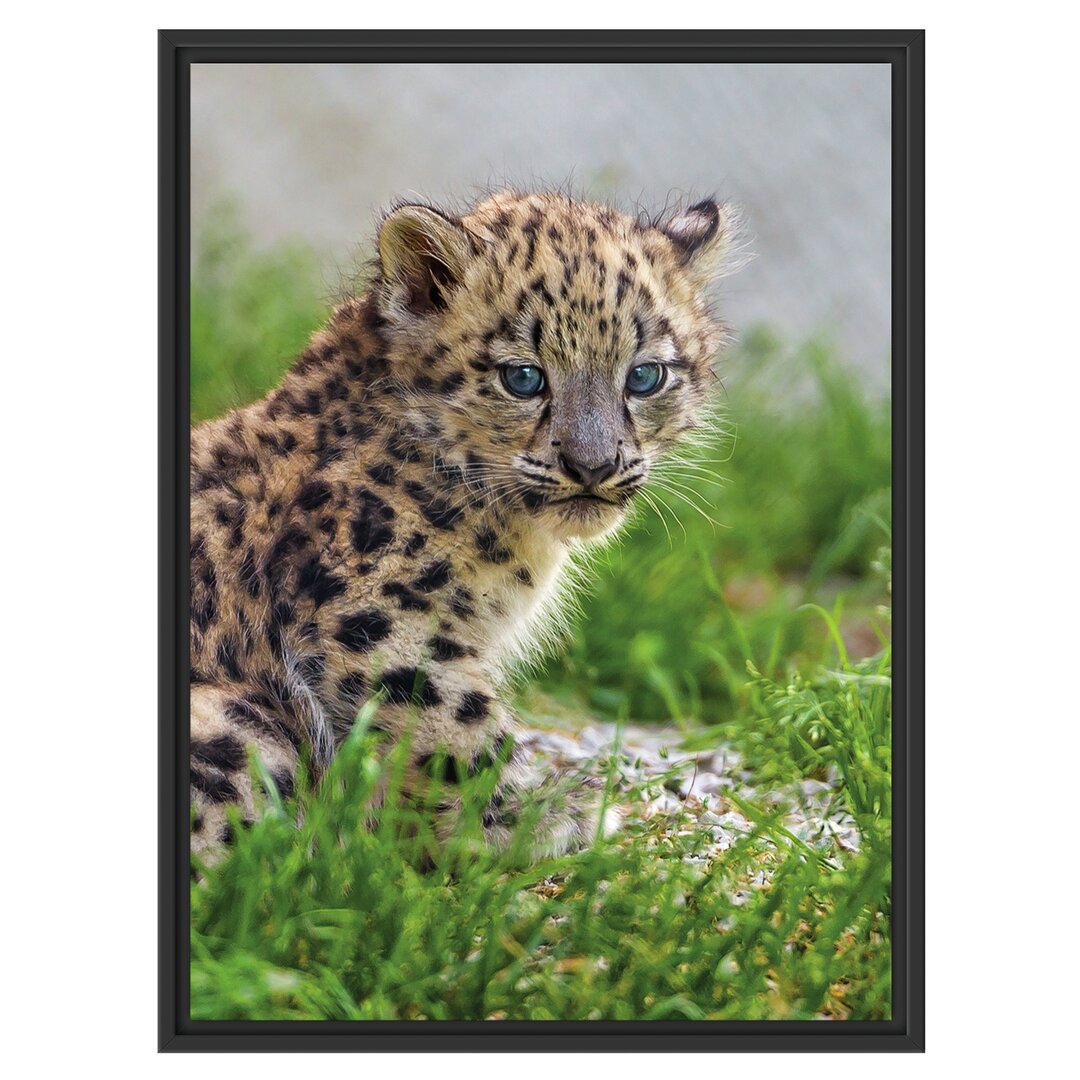 Gerahmtes Wandbild junger LeopardGras