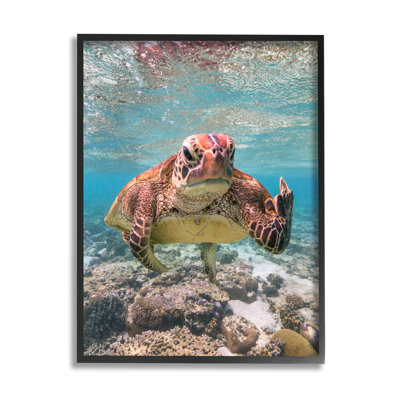 «Ba-402», reproduction encadrée d'une tortue du milieu encadrée sur bois par Mark Fitzpatrick