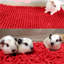 Tapis d'entrée antidérapant en chenille pour chien-131215989