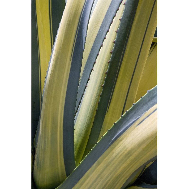 " Variegated Agave II ", 12" H x 8" W x 1.25" D
