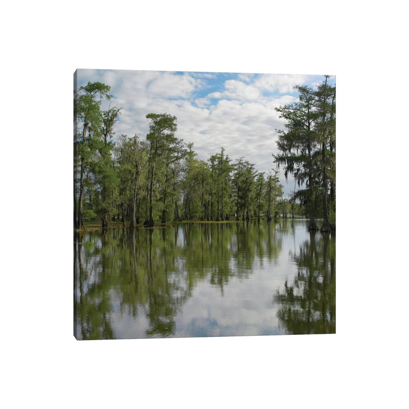 Bald Cypress Swamp, Cypress Island, Lake Martin, Louisiana by Tim Fitzharris - Wrapped Canvas Print, 30.48 cm H x 30.48 cm W