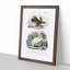 Duck and Pelican by Charles d' Orbigny - Picture Frame Painting Print-55545717-55545720