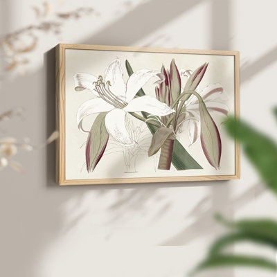 Amaryllis Varietals II -Framed Print - Restickable