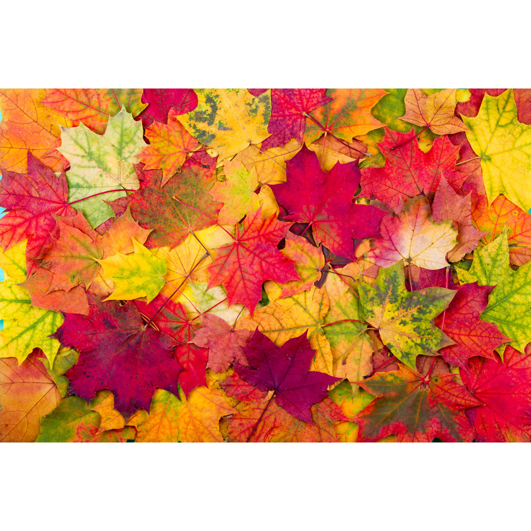 Autumn Maple Leaves von Sun_Time - Kunstdrucke auf Leinwand ohne Rahmen