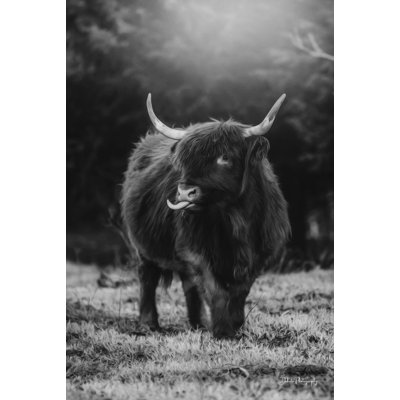 Nevo Silly Cow I par Dakota Diener