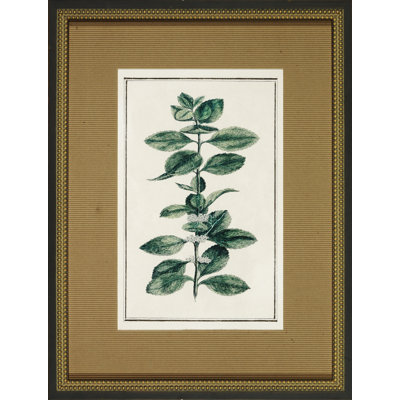 Vintage Botanical Sketch " Vintage Botanical Sketch III "
