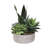 14'' Succulent in Pot