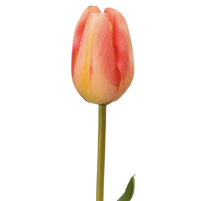 Tulipe Holland 23 "Just Cut, Rose