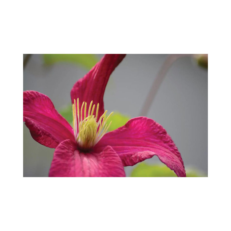 Pink Clematis by Savanah Plank - Gallery-Wrapped Canvas Giclée on Canvas, 20.32 cm H x 30.48 cm W, Canvas