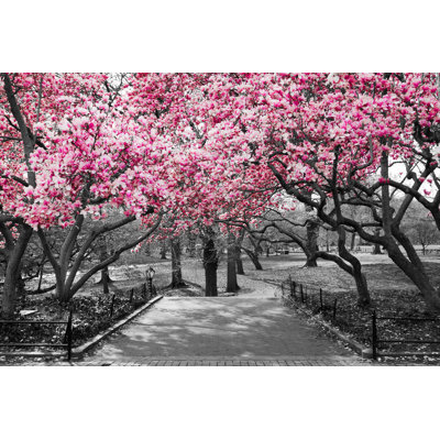 Catana Pink Blossoms - Wrapped Canvas Print