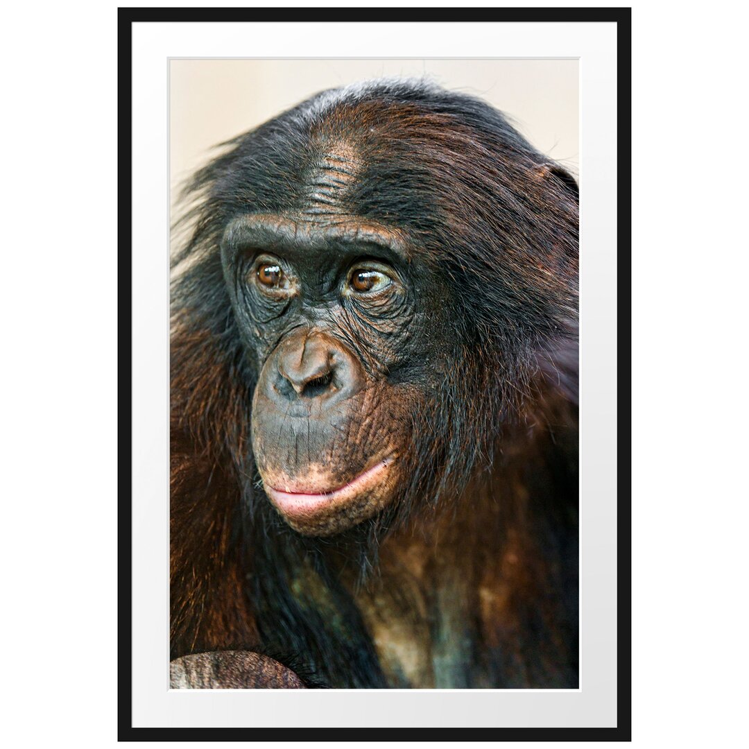 Gerahmtes Poster Scheuer junger Gorilla