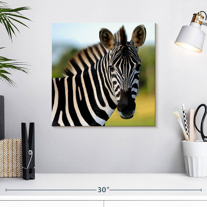 Brampt Staring Zebra