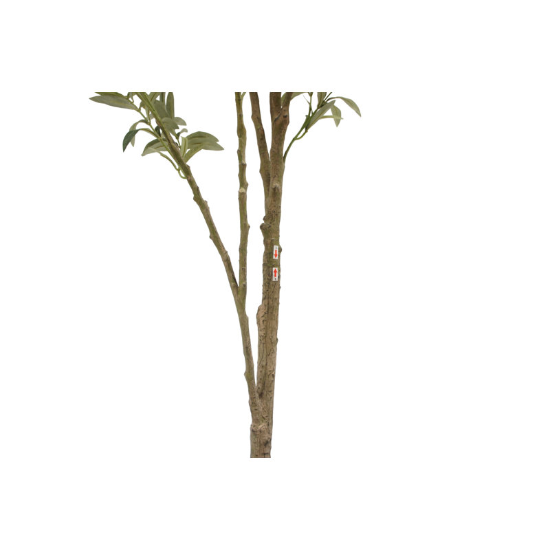7FT Whispy Olive Tree in Grower Pot