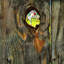 « knothole baseball » par norman rockwell, reproduction d’art sur toile tendue-659721849
