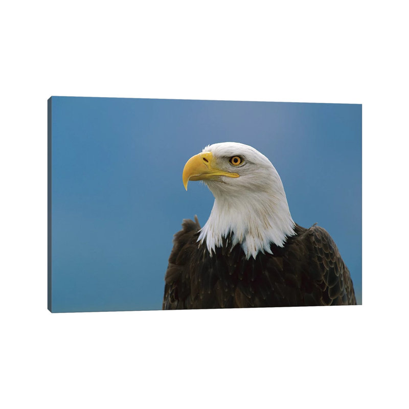 Bald Eagle Profile, North America by Konrad Wothe - Wrapped Canvas Print, 66.04 cm H x 45.72 cm W