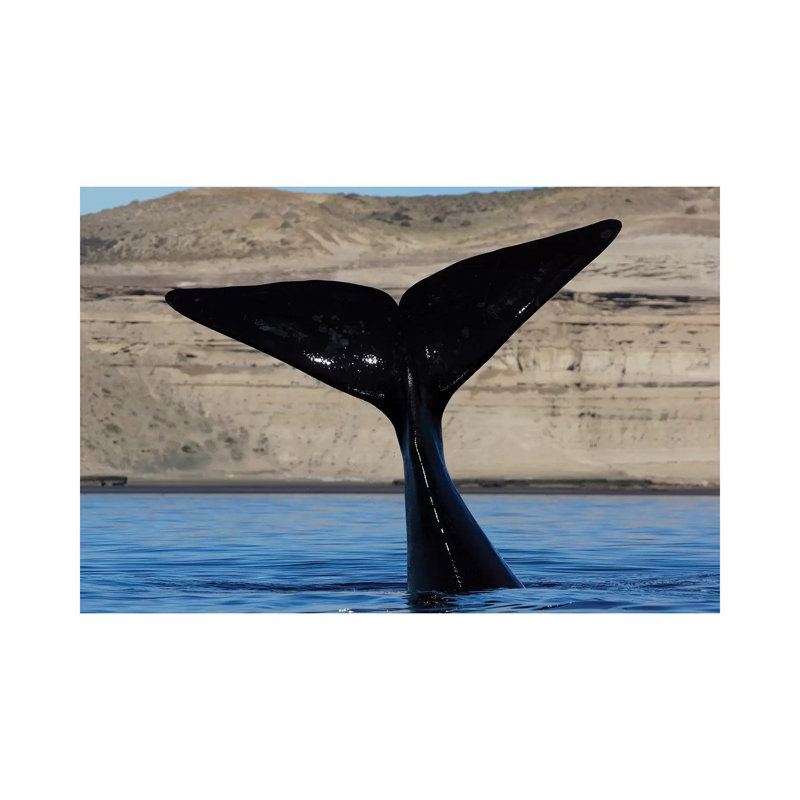 Southern Right Whale Tail, Valdes Peninsula, Argentina by Hiroya Minakuchi - Wrapped Canvas Print